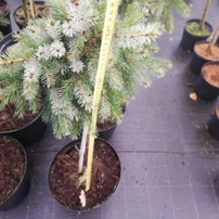 Szerb lucfenyő Bruns, Picea omorika 50 - 60 cm, kont. 5l