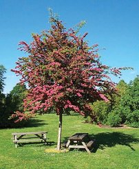 Kétbibés Galagonya  Paul's Scarlet,Crataegus laevigata.160 – 170 cm, kont. 5l