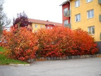 Fekete berkenye Viking, Aronia melanocarpa kont .1l