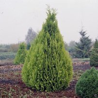 Oregoni hamisciprus Ivonne, Chamaecyparis lawsoniana 40 - 60 cm, kont. 3l