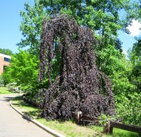 Közönséges bükk Purpurea Pendula,Fagus sylvatica 150 - 170 cm, kont. 5l