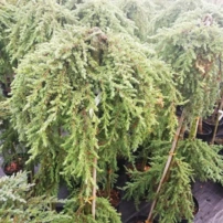 Közönséges boróka Greenmantle, Juniperus communis 15 - 20 cm, kont. 10l