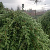 Közönséges boróka Greenmantle, Juniperus communis 15 - 20 cm, kont. 10l