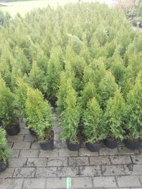 Nyugati tuja Smaragd, Thuja occidentalis 40 - 60 cm, kont. 3l