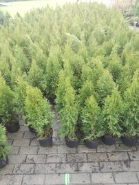 Nyugati tuja Smaragd, Thuja occidentalis 40 - 60 cm, kont. 3l