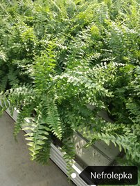 Szobapáfrány, Nephrolepis exaltata, 20 - 30 cm, kont. P 9