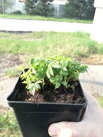 Japán szamócamálna Rubus illecebrosus, kont. 1l