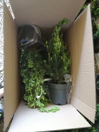 Oszlopos tiszafa Hicksii, Taxus media 40 - 60 cm, kont. 3l