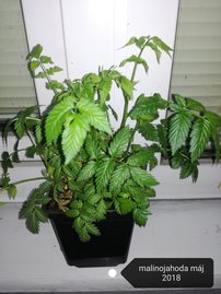 Japán szamócamálna Rubus illecebrosus, kont. 1l