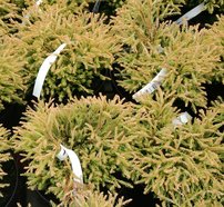 Nyugati tuja Golden Tuffed, Thuja occidentalis 10 - 15 cm, kont. 3l