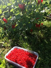 Piros ribizli Rolan, Ribes rubrum kon. 1,5l