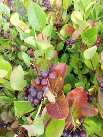 Fekete berkenye , Aronia x prunifolia Nero kont. 3l