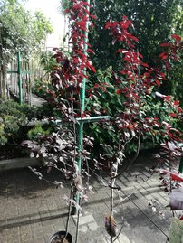 Cseresznyeszilva Pissardii, Prunus cerasifera, kont. C5, výška 160 – 180 cm