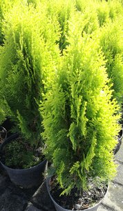Keleti tuja Golden Pygmy, Platycladus orientalis, 40 – 50 cm. Kont. 3l