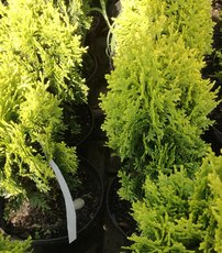 Keleti tuja Westmont, Platycladus orientalis, 20 – 30 cm.kontajner 3l