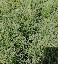 Nyugati tuja Mr Bowling Ball,  Thuja occidentalis , 20 – 30 cm, kontajner 3l