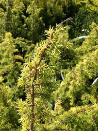 Közönséges Boróka Hemson, Juniperus communis 15 - 20 cm, kont. 3l