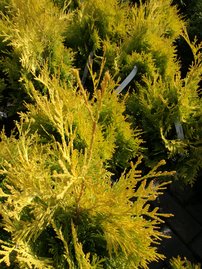 Nyugati tuja Sunkist, Thuja occidentalis 40 - 60 cm, kont. 3l