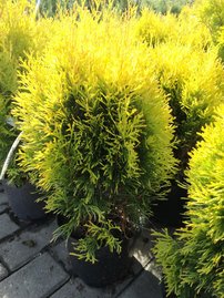 Nyugati tuja Golden Anne, Thuja occidentalis 40 - 50 cm, kont. 3l