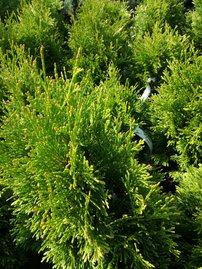 Nyugati tuja Tip Top, Thuja occidentalis 30 - 40 cm, kont. 3l