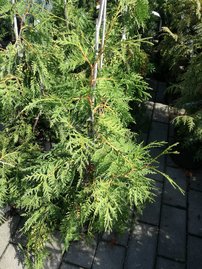 Nyugati tuja Pendula, Thuja occidentalis 40 - 60 cm, kont. 3l