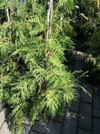 Nyugati tuja Pendula, Thuja occidentalis 40 - 60 cm, kont. 3l