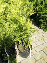 Fonalas tuja  Zebrina extra Gold, Thuja plicata, 60 - 70 cm, kont. 3l