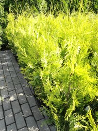 Nyugati tuja Golden Brabant, Thuja occidentalis 60 - 70 cm, kont. 3l