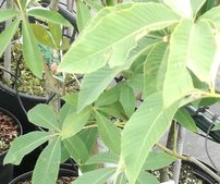 Vörös vadgesztenye Koehnei, Aesculus pavia, 100 - 120 cm, kont. 5l