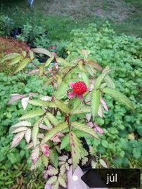 Japán szamócamálna Rubus illecebrosus, kont. 1l, 3 darabok