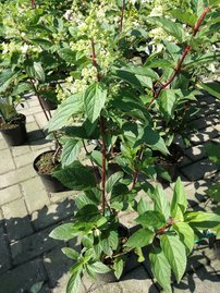 Bugás hortenzia Limelight, Hydrangea paniculata 40 - 60 cm, kont. 3l