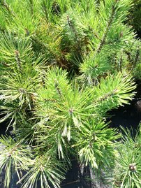 Havasi törpefenyő, Pinus mugo pumilio, 10 - 30 cm, kont. 3l
