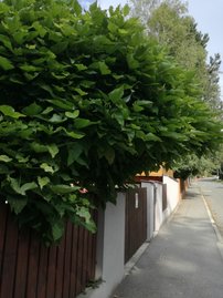 Gömbkoronájú szivarfa Nana, Catalpa bignonioides 160 - 200 cm, kont. 25l