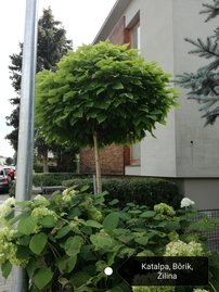 Gömbkoronájú szivarfa Nana, Catalpa bignonioides 160 - 200 cm, kont. 25l