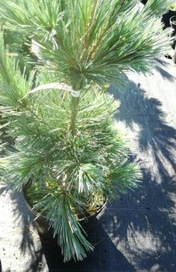 Nevadai cirbolyafenyő Vanderwolf's pyramid, Pinus flexilis, kont. 5l, 30 – 40 cm