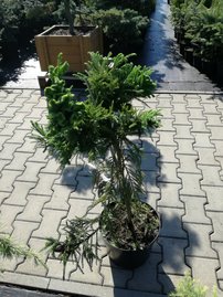 Tarka törpe japán ciprus Cristata, Cryptomeria japonica, 80 – 90 cm, kont. 5l