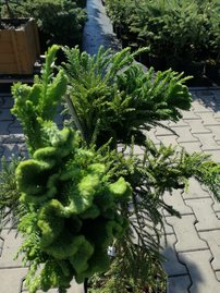 Tarka törpe japán ciprus Cristata, Cryptomeria japonica, 80 – 90 cm, kont. 5l