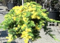 Fövenyboróka Golden Wings, Juniperus conferta, kont. C5, Törzsre 70 cm