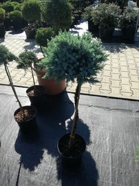 Nepáli Boróka Blue Star, Juniperus squamata, 60 cm, kont. 5l