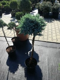 Nepáli Boróka  Blue Star, Juniperus squamata, Törzsre 60 cm, kont. 5l