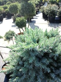Nepáli Boróka  Blue Star, Juniperus squamata, Törzsre 60 cm, kont. 5l