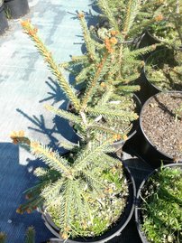 Közönséges lucfenyő Rydal, Picea abies 10 - 20 cm, kont. 10l