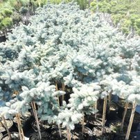Ezüstfenyő  Glauca Globosa, Picea pungens 30 - 35 cm, kont. 3l