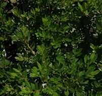 Azálea  Königstein, Rhododendron obtusum, kont. 2l