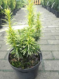 Oszlopos tiszafa Stefania, Taxus media 30 - 40 cm, kont. 3l