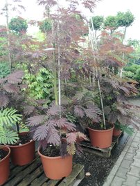 Selyemakác Summer Chocolate,  Albizia julibrissin, 170 - 190 cm, kont. 20l