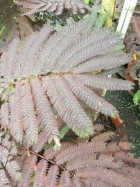 Selyemakác Summer Chocolate,  Albizia julibrissin, 170 - 190 cm, kont. 20l