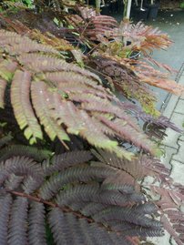 Selyemakác Summer Chocolate,  Albizia julibrissin, 170 - 190 cm, kont. 20l