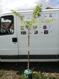 Japán cseresznye Kanzan, Prunus serrulata 120 - 180 cm, kont. 10I