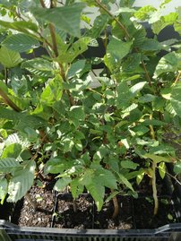 Közönséges gyertyán, Carpinus betulus 60 - 70 cm, kont. 2l